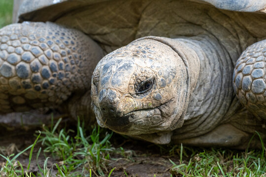 Massive head of an Aldabra giant tortoise Aldabrachelys gigantea fills the frame, small dark eye visible, wrinkled grey skin and shell plates in high detail, green grass below