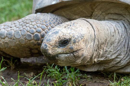 Aldabra giant tortoise Aldabrachelys gigantea in side profile, massive domed head with intricate scale pattern, dark eye partly open, green grass in foreground and background