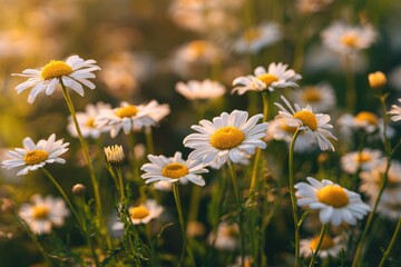 Fototapeta premium Field of white daisies with yellow centers illuminated by warm sunlight creating a soft bokeh effect