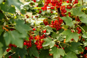 Red currants growing on bush in garden sunlight ripe berries on branches summer harvest © Iryna Miadzvedzeva