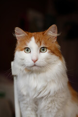 Fototapeta premium Beautiful ginger and white fluffy cat sitting on white wooden chair, cute domestic pet with long tail looking at camera, full body portrait of feline at home, cozy interior, adorable animal
