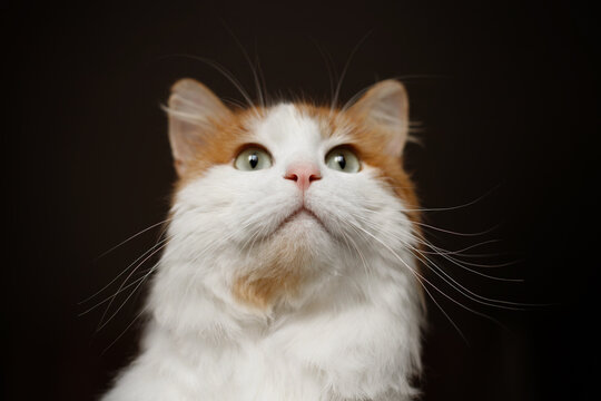 Close up portrait of beautiful ginger and white fluffy cat looking up, cute domestic pet with long whiskers on dark background, curious feline with green eyes, noble animal face, studio lighting