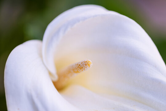 Gros plan sur le spadice d'une fleur d'arum