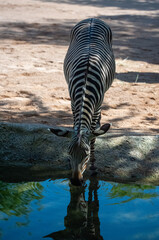 Obraz premium Plains zebra Equus quagga burchellii bends head down to drink from water basin, full body stripe pattern reflected on blue water surface