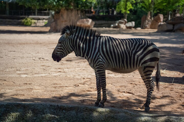 Obraz premium Plains zebra Equus quagga stands in a sandy area, mouth slightly open, bold black and white stripe pattern fully visible against dappled shadow background