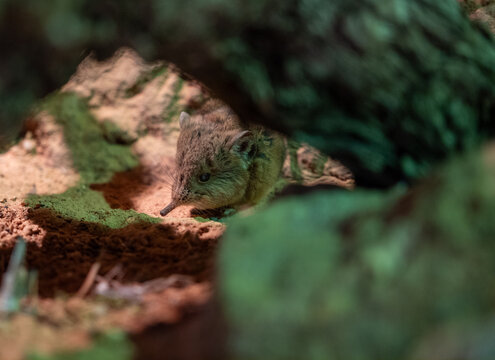 Elephant shrew Elephantulus sp faces camera directly on reddish sandy soil, long mobile snout visible, blurred woody roots frame the foreground and background