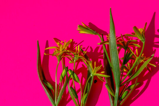 Extravagant spring composition featuring yellow gagea flowers on a vivid pink background with deep sunlight shadows.