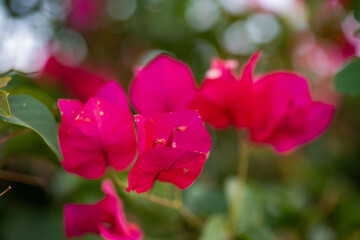 Obraz premium Tropical bougainvillea petals blooming in vivid pink tones, macro floral scene with artistic blur and fresh garden atmosphere.