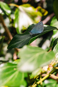 Holly Blue Butterfly (Celastrina argiolus) Resting on green leaf in natural light, spring nature background