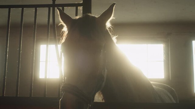 Horse inside a stable at sunset with sunlight coming through the windows