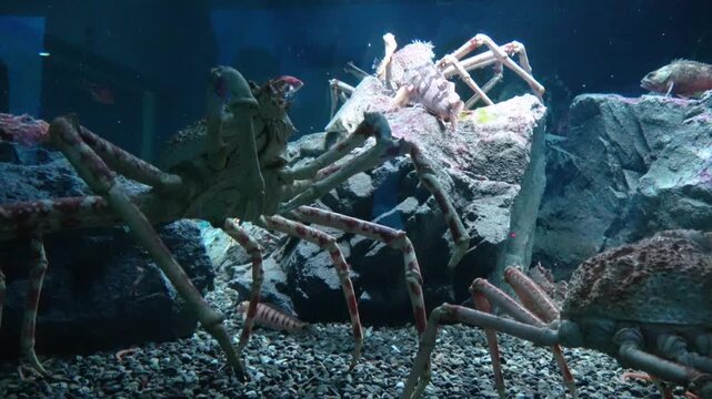 Closeup shot of the Japanese giant spider crabs, Macrocheira kaempferi, relaxing underwater. 4K