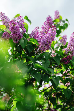 Blooming Lilac Flowers (Syringa vulgaris), spring garden plant, floral nature background