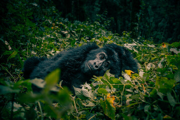 Mountain Gorilla Uganda © Fabian