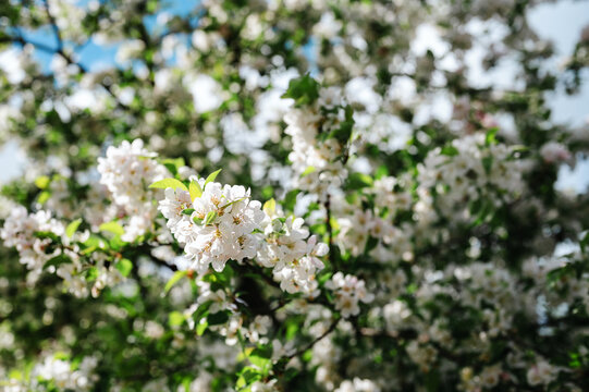 Blooming Apple Tree (Malus domestica), white spring flowers, blue sky background