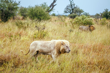 Obraz premium White African lion walking with brother in dry savannah in Greater Kruger National park, South Africa ; Specie Panthera leo family of Felidae
