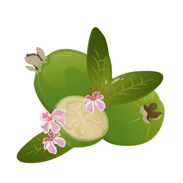 Feijoa Fruit Set Whole Half Flowers and Leaves Collection