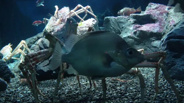 Closeup shot of the Japanese giant spider crabs, Macrocheira kaempferi, relaxing underwater. 4K