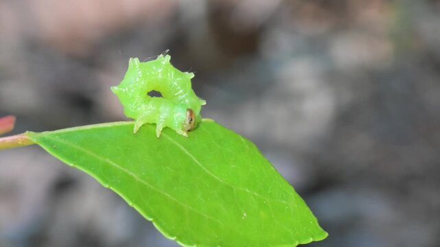 sawfly larva (Cimbex sp.) , insect larva moves its body and defecates, dropping, sawfly larva , insect,  larva moves its body and defecates, Ticino River, Italy