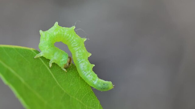 sawfly larva (Cimbex sp.) , insect larva moves its body and defecates, dropping, sawfly larva , insect,  larva moves its body and defecates, Ticino River, Italy