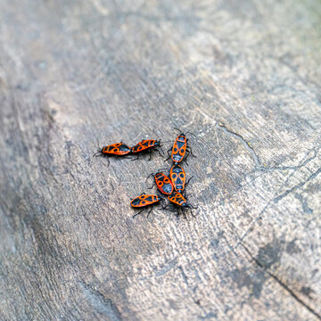 Close-up macro of a group of firebugs (Pyrrhocoris apterus) on a textured rock surface in springtime. Mating pair of red firebugs in tandem formation crawling on a stone background.