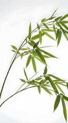 Fototapeta premium Zen bamboo leaves on slender branches, elegant green foliage with minimalist aesthetic, organic botanical plant detail for wellness and spa design