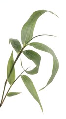 Obraz premium Fresh green bamboo leaves on a slender branch, organic tropical foliage with elegant curved textures, botanical bamboo plant stem for spa and wellness design
