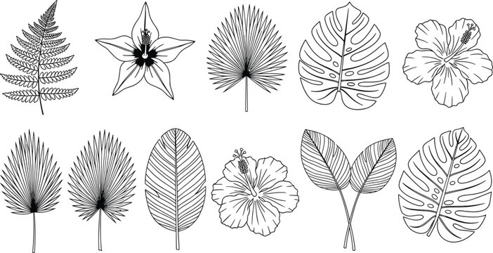 Hand-drawn collection of botanical illustrations featuring various leaves, tropical flowers, and ferns in black and white line art