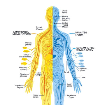 Human Nervous System Anatomy Diagram: Sympathetic and Parasympathetic Systems