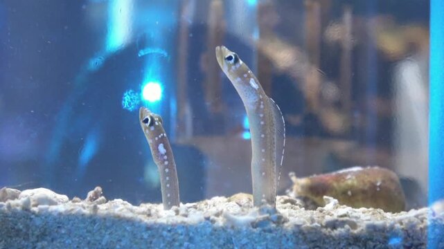 Whitespotted Garden Eels Poking Out from Sand Burrow Underwater. 4K