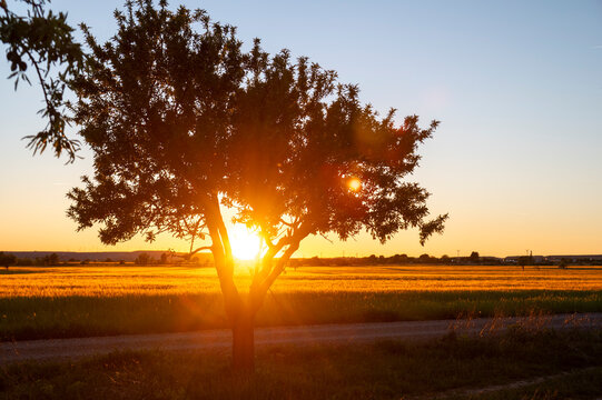 Golden sunset over a rural dirt road and agricultural fields in Huesca, Aragon, Spain, with a solitary tree silhouette against a bright orange sun.