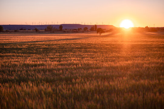 Golden sunset over a rural dirt road and agricultural fields in Huesca, Aragon, Spain, with a solitary tree silhouette against a bright orange sun.