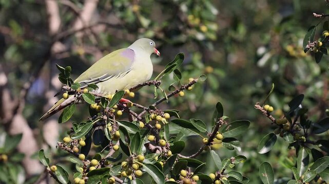 Closeup Green pigeon perched on branch of Jackalberry with berries