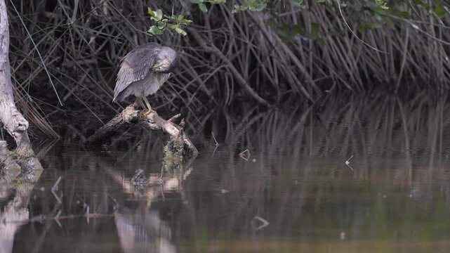 Striated heron on low perch at waterhole pond preens grey plumage