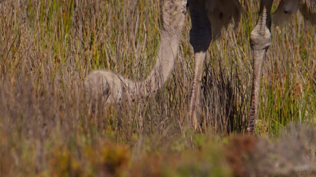 Telephoto low angle of ostrich (Struthio camelus) foraging in field among reeds