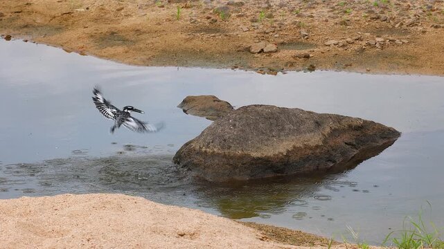 Pied kingfisher bird dives into water to snatch fish to eat on rock