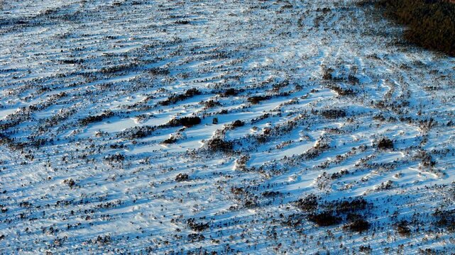 Stunning Aerial High Angle View Over Kemeri National Park Bog During a Cold Winter Day Showing Snow Covered Frozen Marshland Under Blue Skies and Golden Sunlight With Intricate Patterns and Textures