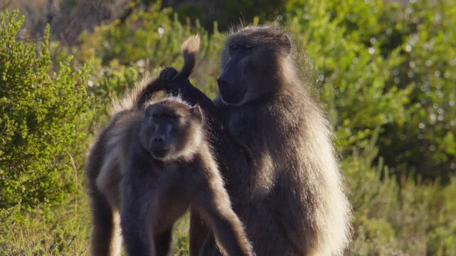 Male Chacma baboon inspects tail of another for fleas, telephoto