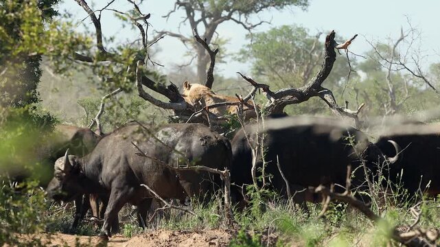 African lioness safe in low tree branch surrounded by cape buffalo