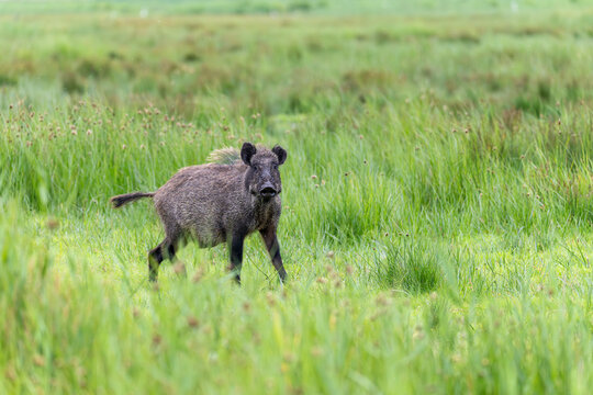 &Uuml;berl&auml;uferkeiler im Gras