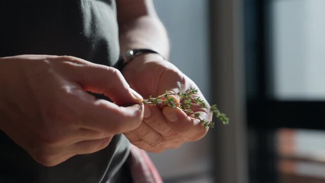 A sprig of thyme is picked apart in the sunlight (slow motion 4K).