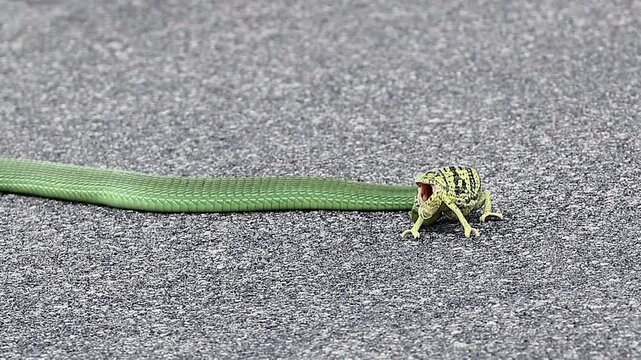 Close up Boomslang snake strikes, catches chameleon on paved road
