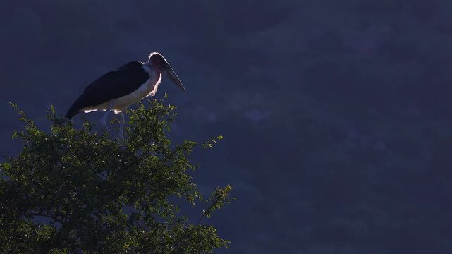 Marabou stork stands atop tree perch, isolated against forest bokeh