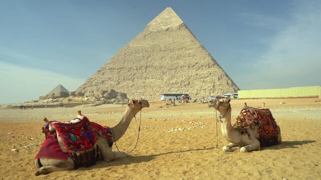 Two camels adorned with vibrant traditional saddles resting on the desert sand with the Great Pyramid of Giza standing prominently in the background, creating a classic Cairo tourist vista