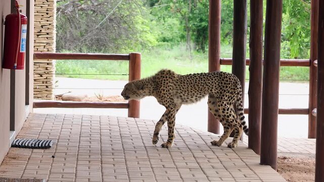 Injured cheetah sits on building patio as if asking people for help