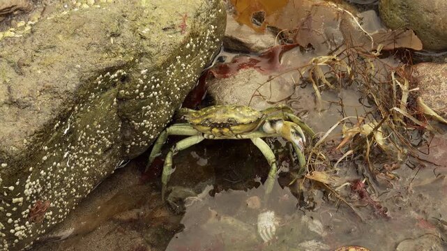 Small sand crab on the wet sand hand held stock footage