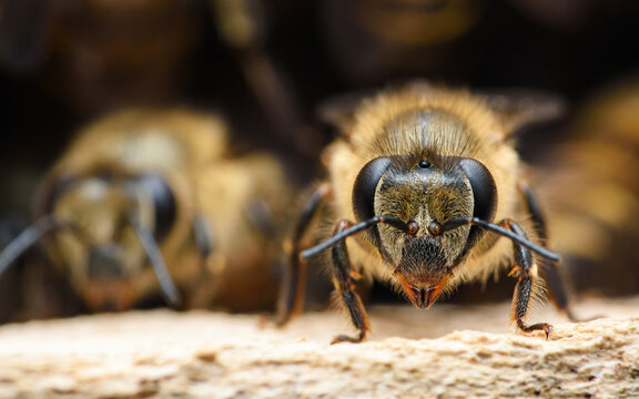 Honeybee looking directly, detail of insect head