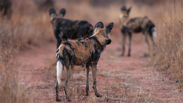 Three African wild dogs stand on dirt road staring into distance