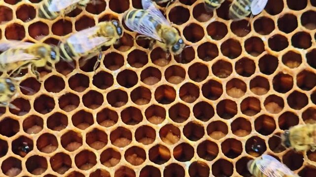 Macro close up of honeycomb cells with bees moving across surface showing wax structure and activity