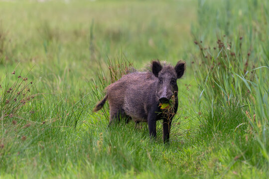 Junge Bache im Gras