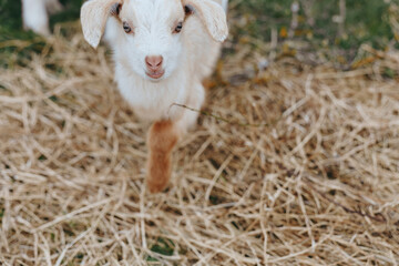 Obraz premium Goat kid wandering through straw on a sunny farm, curious eyes, candid outdoor moment, rustic scene, warm natural colors, relaxed pose, simple countryside charm